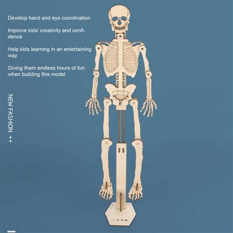 Jouet de squelette humain en bois Squelette humain assembler modèle