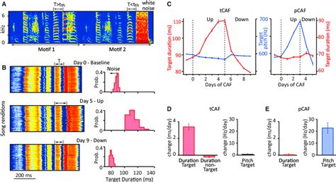 Independent Modification Of Temporal And Spectral Song Features Using Download Scientific