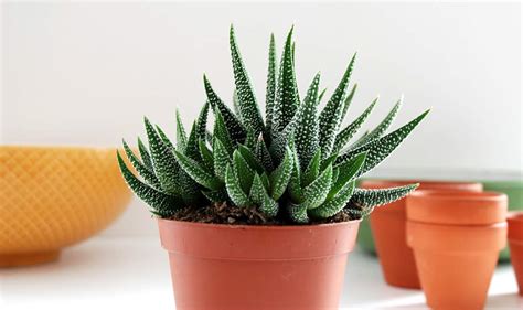 Haworthia Succulent Plant Care Guide Zebra Plant