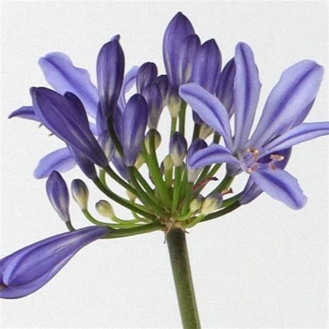 Agapanthus Charlotte 3 Litres Perennials Tates