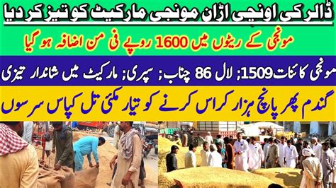 New Munji Wheat Till Cotton Makki Rates Munji Ka Rate Galla Mandi