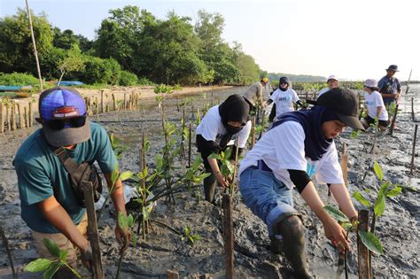 Pelindo Lakukan Penyulaman 20 000 Bibit Mangrove Di Desa Bancaran