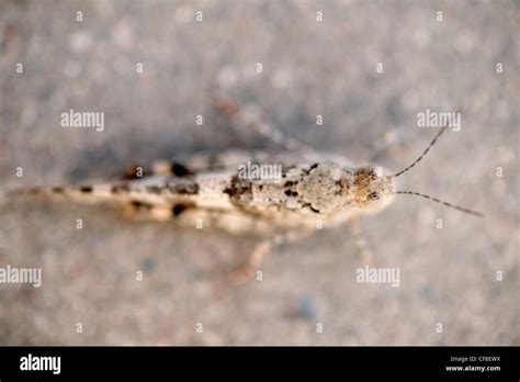 Grasshopper Close Up Stock Photo - Alamy