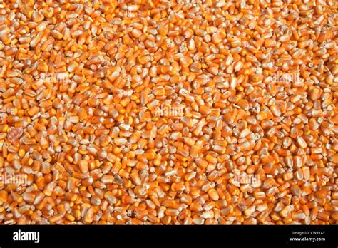 Close-up of corn kernels Stock Photo - Alamy