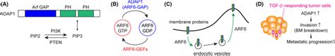 A Domain Structure Of Adap1 The N‐terminal Arf Gap Domain Functions Download Scientific