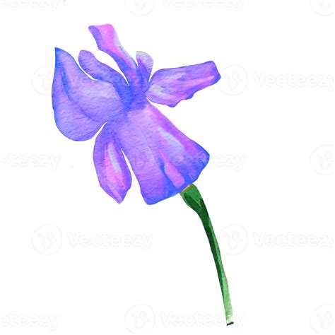 irises watercolor illustration 17207119 PNG