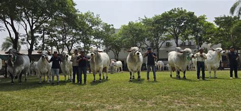 La Expocruz Presenta A Los Campeones Cebuinos Ryala Y Rajpur Triunfan