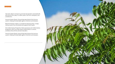 Ppt 15 Surprising Benefits Of Neem Tree Powerpoint Presentation Free