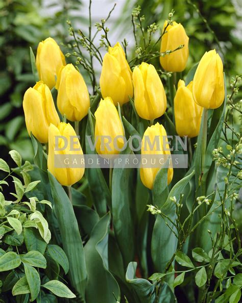 Tulip Flaming Prince – De Vroomen Garden Products | Landscape