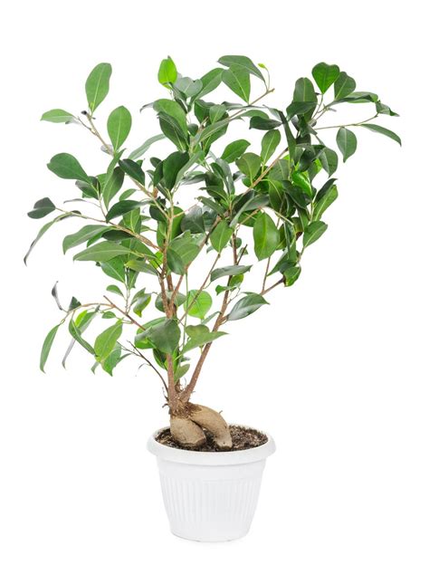 What Is A Ficus Ginseng Tree Learn About Growing A Ficus Ginseng