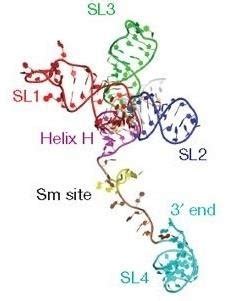 Crystal Structure of Human U1 snRNA. The 4 stem-loop structures are SL1 ... 