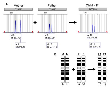 Authentication Of Human Cell Lines By STR DNA Profiling Analysis