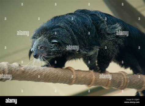 Arctictis Binturong Whitei Hi Res Stock Photography And Images Alamy