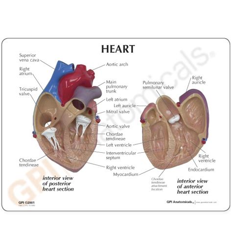 Heart Anatomical Model LIFE SIZE MOST POPULAR