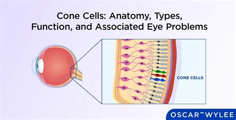 Cone Cells: Anatomy, Types, Function, and Associated Eye Problems