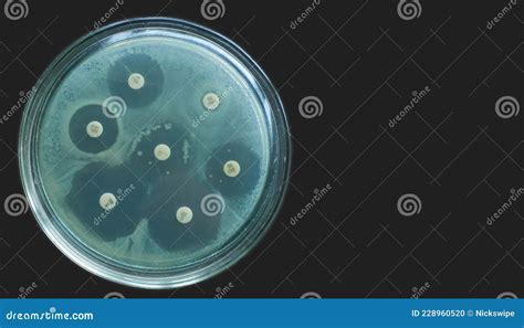 Antimicrobial Susceptibility Test By Diffusion Kirby Bauer On Dark