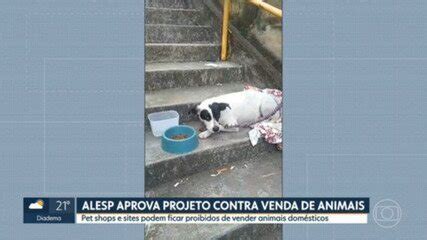 Projeto De Lei Aprovado Diz Que Animais Vendidos Em Pet Shops Sofrem