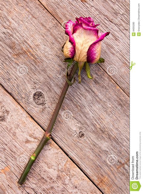 Faded Rose Lying On A Floor Stock Photo Image Of Beautiful Rose