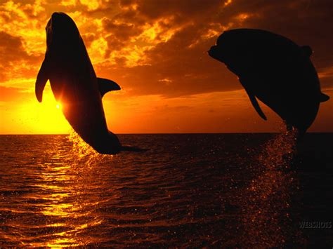 Wallpaper Dolphin Sunset - WallpaperSafari