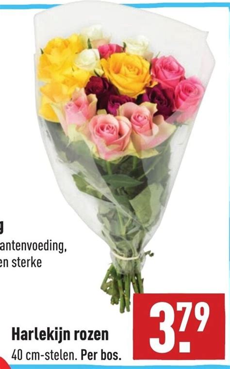 Harlekijn Rozen Cm Stelen Aanbieding Bij Aldi