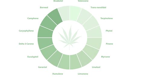 Cannabis Strains Guide Beyond Hello