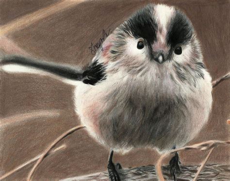 Codibugnolo Bird Long Tailed Tit Drawing By Shaynajreddick On