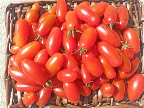 San Marzano Mini Tomato Seeds Buy Online At Chili Shop24