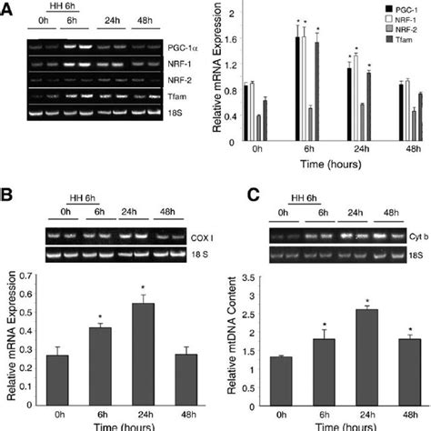 Western Blot Analysis For Proteins Involved In Mitochondrial Biogenesis