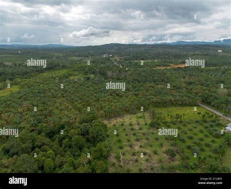 Indonesia Plant Oil Plantation Hi Res Stock Photography And Images Alamy