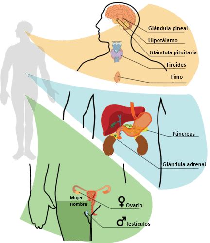 Mapa Conceptual De Sistema Endocrino Png Pedicas Porn Sex Picture