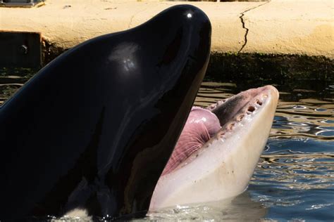 Inouk La Plus Vieille Orque De Marineland Est En Danger La Rel Ve Et