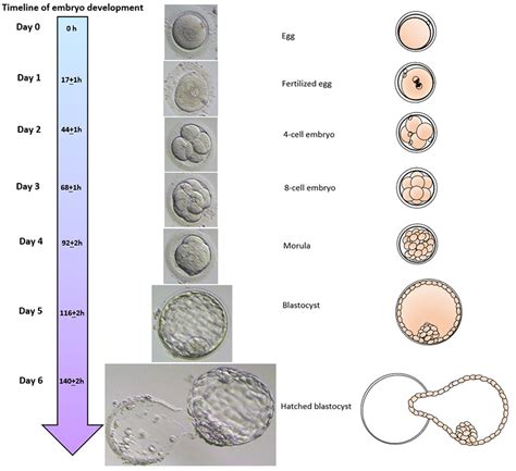 Blastocyst Culture