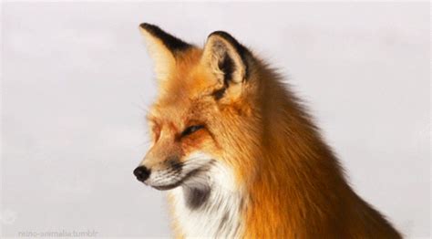 Animals Fox   Animation Animated Pictures Funny