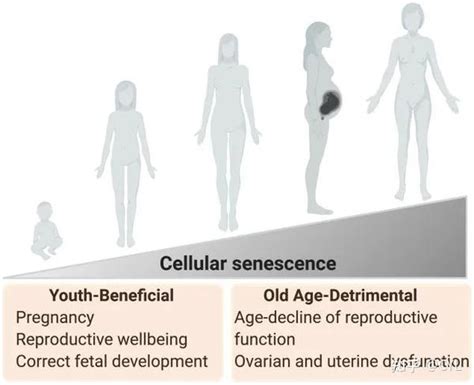 【文献翻译】细胞衰老在女性生殖衰老中的作用和衰老治疗干预的潜力 知乎