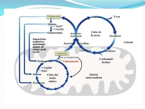 Ciclo De La Urea