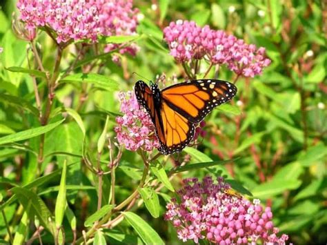 When To Plant Milkweed Planting Guide 2024 Northern Nester