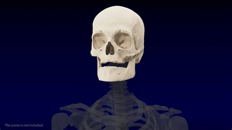 Human Head Bones 3D Model $59 - .max .obj .ma .fbx .c4d .blend .3ds ...