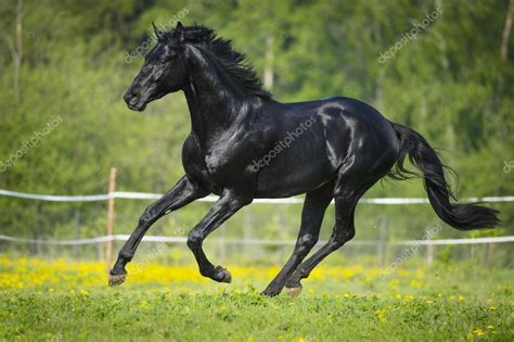 Black Horse Running