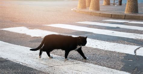 Bringen Schwarze Katzen Von Links Nach Rechts Wirklich Ungl Ck