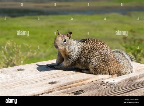 Oregon, Columbia River, curious Kaibab squirrel Stock Photo - Alamy