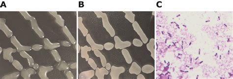 Morphological analysis of Bacillus. (A) 30 ºC culture for 24 hr. (B) 30 ...