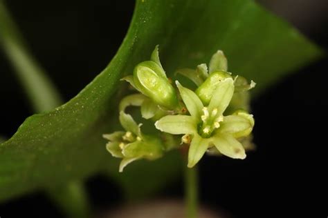 Dioscorea Communis Le Sceau De Notre Dame Ou Black Bryony Flickr