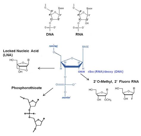 Natural nucleotides of DNA and RNA on the top; below some of the... | Download High-Quality ...