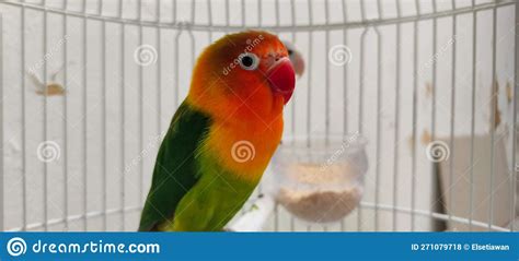 Fischers Lovebird Agapornis Fischeri In A Cage With Its Mate Close Up