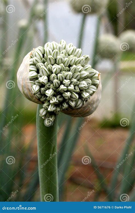 Semente Da Cebola Foto De Stock Imagem De Nave Selvagem