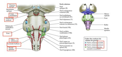 Anatomie Du Tronc C R Bral Flashcards Quizlet