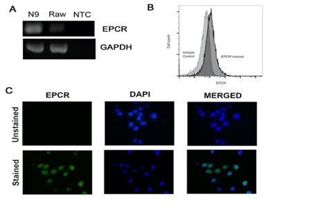 Microglial Cells Express Epcr A Epcr Expression In Microglia And