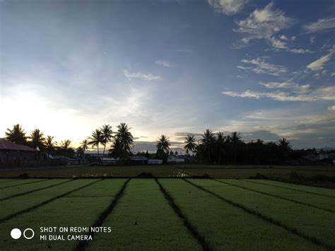 Contoh Gambar Pemandangan: Gambar Pemandangan Sawah Di Pagi Hari