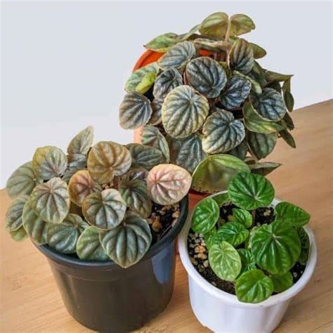 Plantas De Interior Ideales Para Espacios Con Poca Luz Eco Jard N