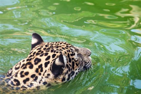 Orange Jaguar Swimming Stock Photo Image Of Outside 69370878